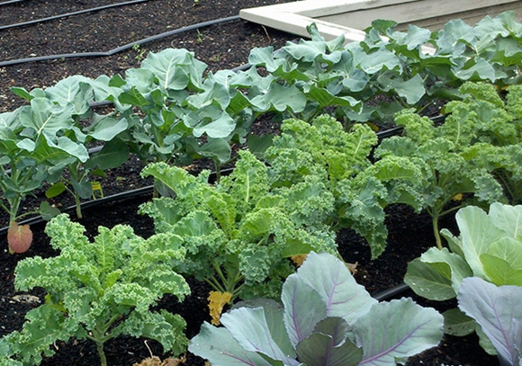 young cauliflower