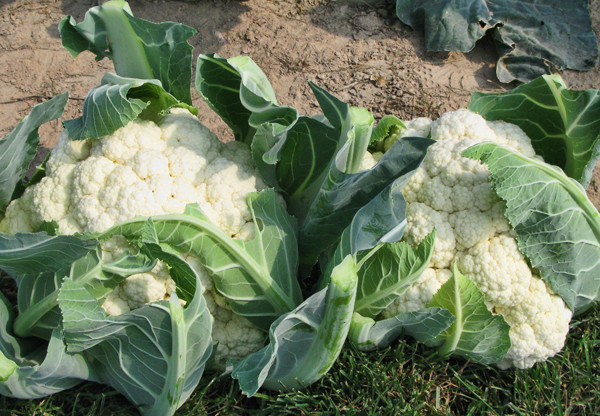 chou-fleur dans le jardin