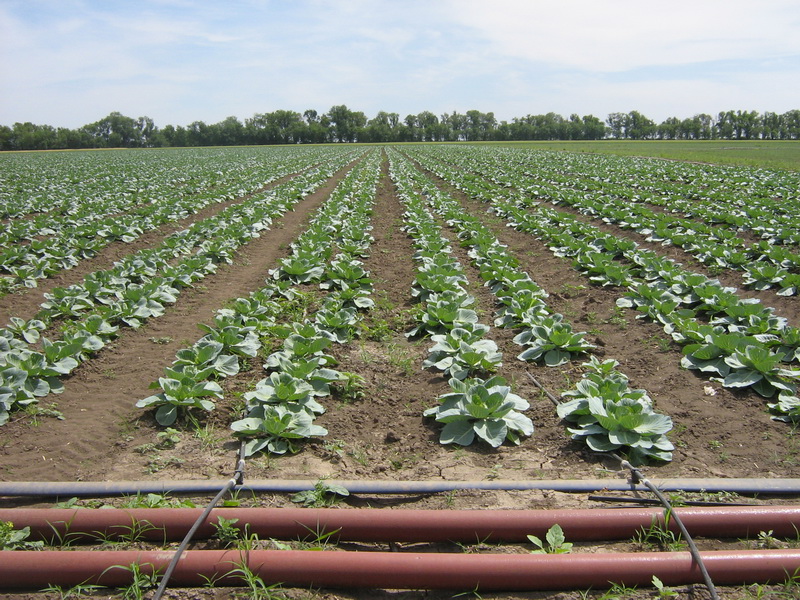 cabbage processing