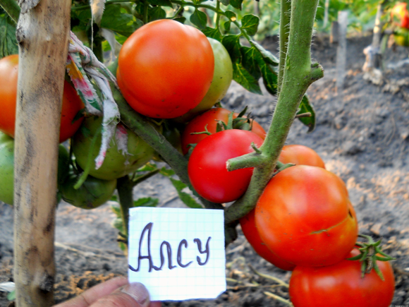 tomate alsou dans le jardin