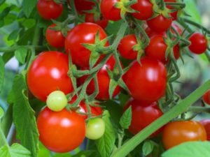 Caractéristiques et description de la variété de tomate Intuition, son rendement