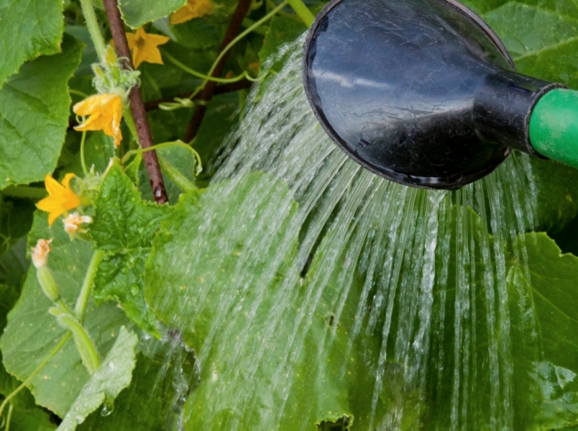 cucumbers watered