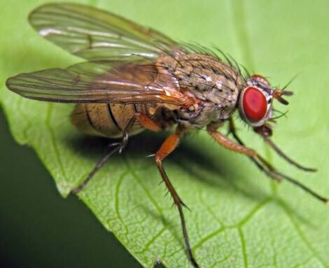 cabbage fly