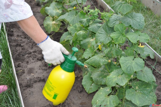 pollination of cucumber