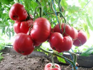 Caractéristiques et description de la variété de tomate Pink Honey et son rendement