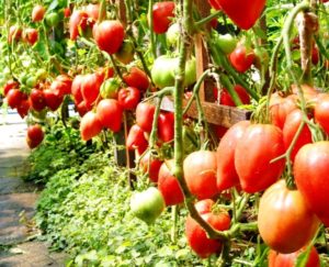 Caractéristiques et description de la variété de tomate Miracle de la terre, son rendement et sa culture