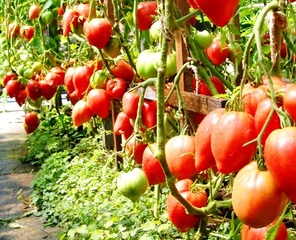 arbustos de tomate maravilla de la tierra