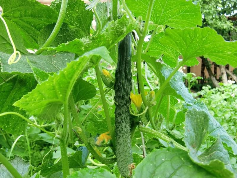 Chinese cucumber in the garden