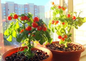 Cómo cultivar y cuidar tomates en el alféizar de la ventana en casa para principiantes.