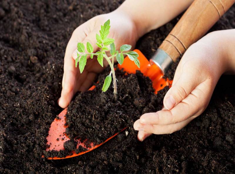 planting a tomato