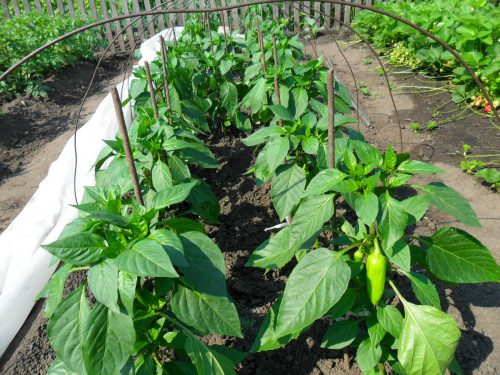 plantando pimiento