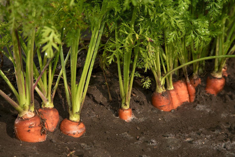 les carottes poussent dans le jardin