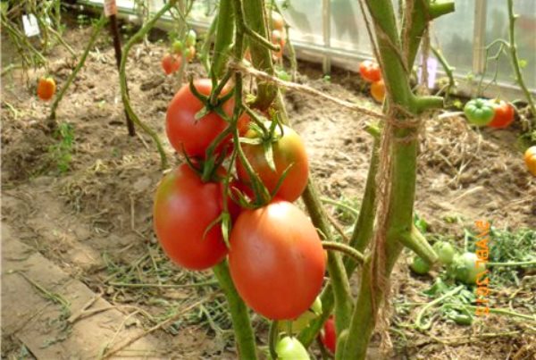 buisson de tomates de barao