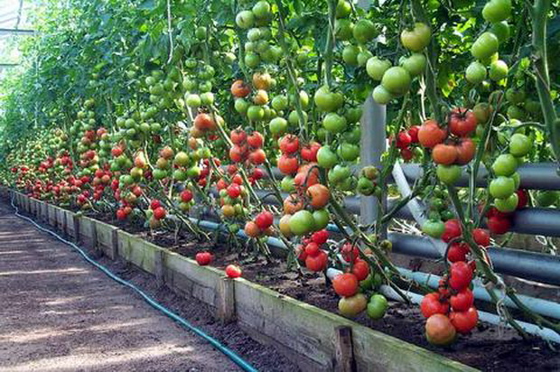 variedad de tomate