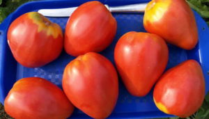 Caractéristiques et description de la variété de tomate Buffalo Heart, son rendement