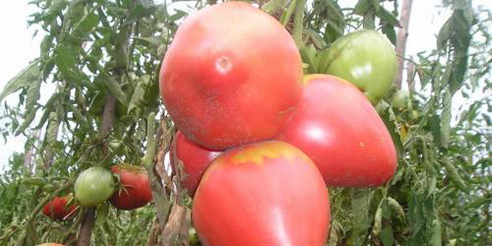 pelbagai jenis tomato