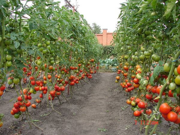 tomates hautes dans le jardin