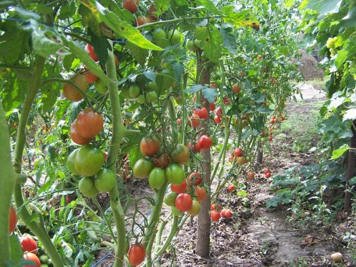 de barao en el jardín