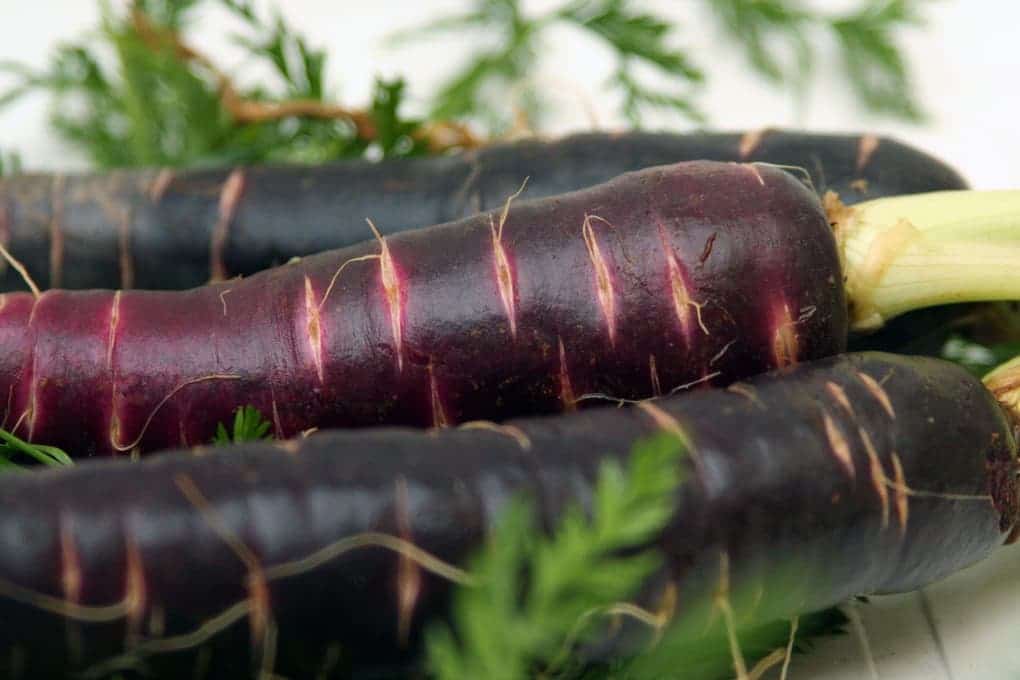 black carrot