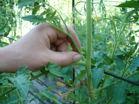 tomato care wonder of the earth