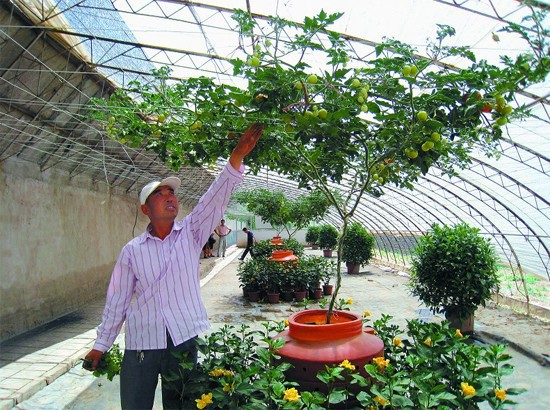 árbol de tomate en cursiva