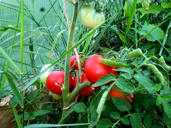 tomate alpatiev dans le jardin