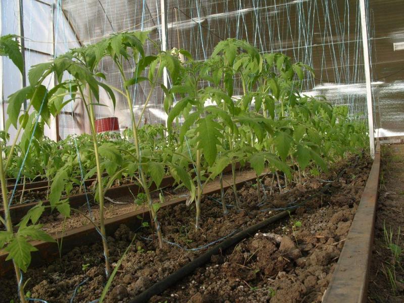 tomatoes in the greenhouse