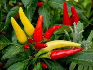 Planting, care and cultivation of pepper Spark on the windowsill at home