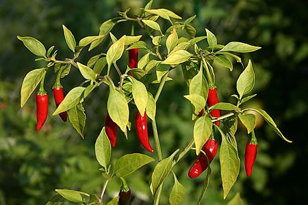 plantando pimiento