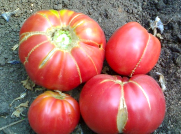 la aparición del secreto de una abuela de tomate