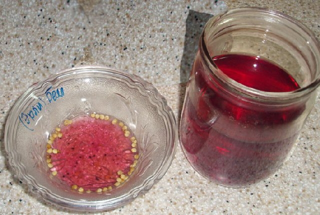 soaking tomato seeds