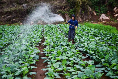 watering cabbage