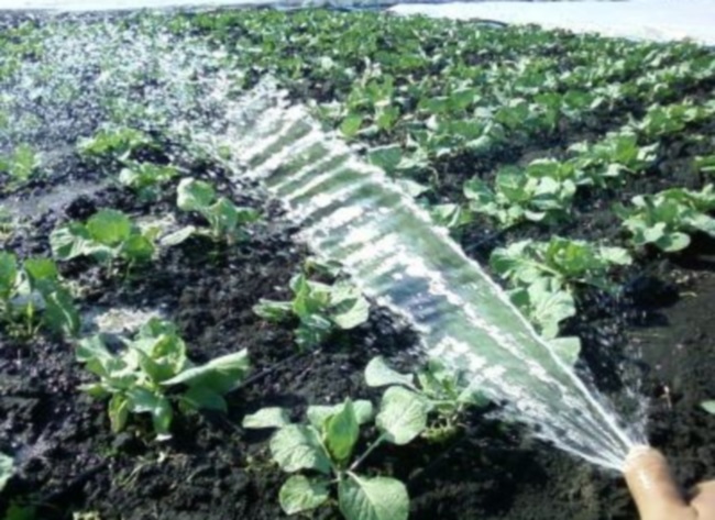 watering cabbage