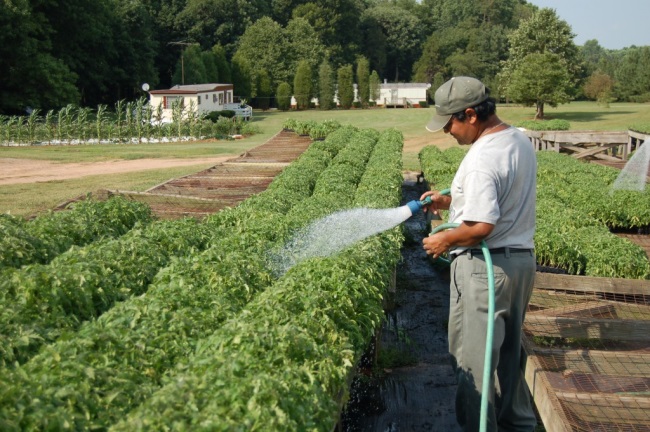 watering pepper