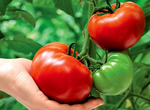 tomate max sostenido en la mano