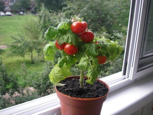 tomatoes on the windowsill