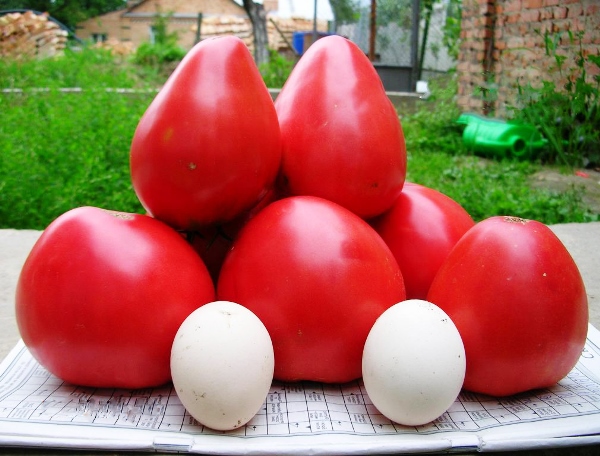 aparición de tomate maravilla de la tierra