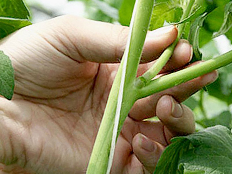 pinching tomatoes