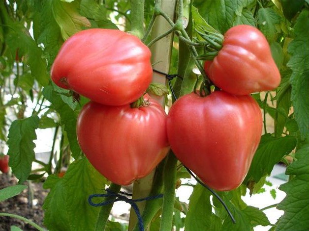 miel rosa en el jardín