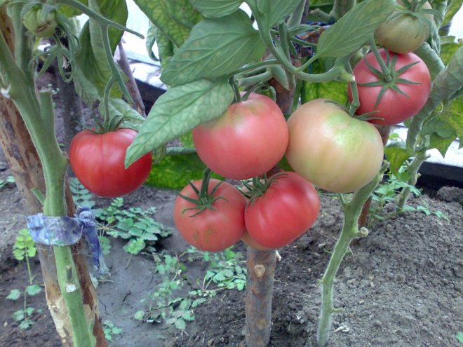 semak gajah merah jambu