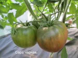 Productividad, características y descripción de la variedad de tomate Samara