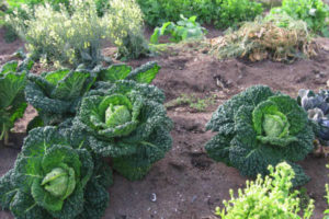 Cultivo y cuidado de la col de Saboya al aire libre