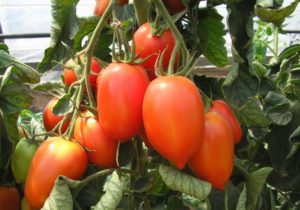 Caractéristiques et description de la variété de tomate Cream, son rendement