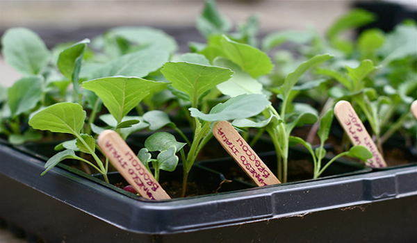 cabbage seeds