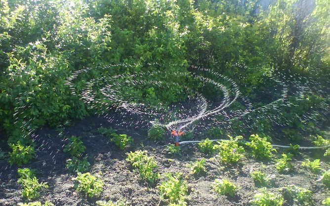 watering the crop