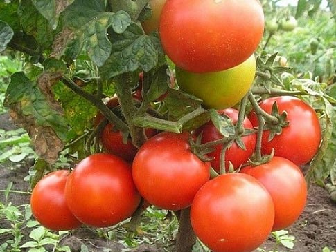 tomatoes on a branch