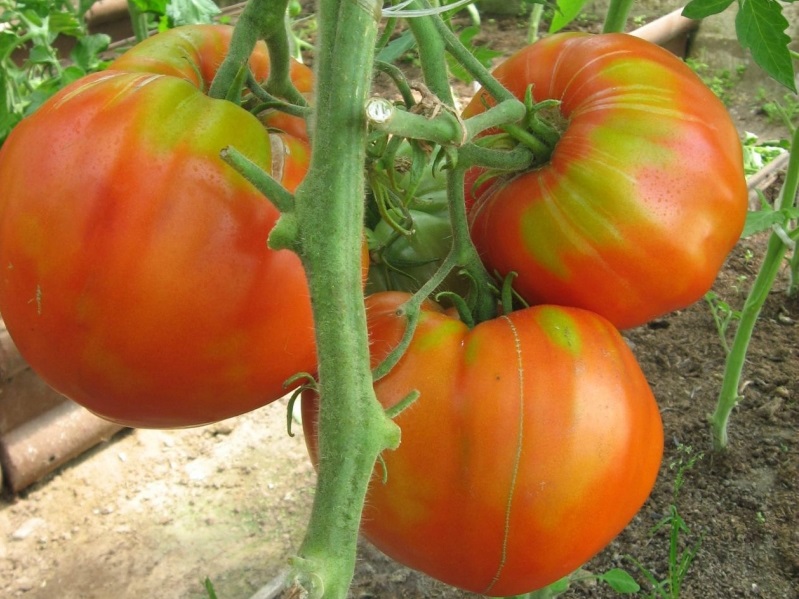 Tomate de azúcar carnoso en el jardín