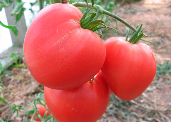 tomato pink heart in the garden