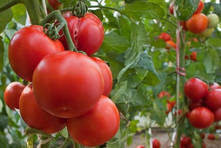 intuisi tomato di kebun