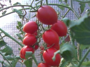 Cherry Ira pomidorų veislės charakteristikos ir aprašymas, derlius